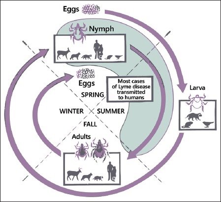 The enzootic cycle of B. burgdorferi.