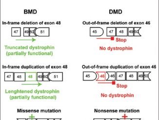 Dystrophin and the two related genetic diseases, Duchenne and Becker muscular dystrophies