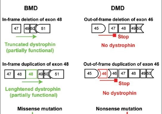 Examples of mutations of the DMD gene