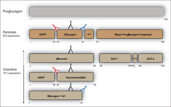 Tissue specific processing of proglucagon. In the pancreatic α-cell, proglucagon is processed by PC2 activity into GRPP, glucagon, major proglucagon fragment (MPGF). In the L-cells, proglucagon is processed by PC1/3 into GLP-1 (7-36NH2) GLP-2 and glicentin. By further PC1/3 activity, glicentin can then be further cleaved into glicentin related pancreatic polypeptide (GRPP) and oxyntomodulin. N-terminal elongated glucagon has also been reported and is termed intestinal glucagon or enteroglucagon. Black arrowheads refer to side-viewing proglucagon antibodies, red arrowheads refer to N-terminal glucagon/oxyntomodulin antibodies and blue arrowheads refer to C-terminal glucagon antibodies. Glucagon measurement should therefore be carried out using, preferably a sandwich ELISA employing N and C-terminal glucagon antibodies. Assay only using black, blue or red antibodies (as depicted here) may over or underestimate glucagon levels due to cross-reactivity with other proglucagon molecules such as glicentin, oxyntomodulin or enteroglucagon 1-61.