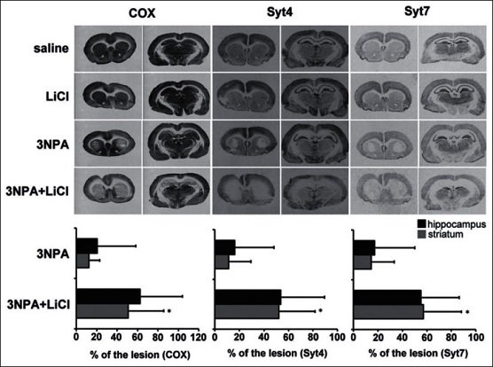 Effect of LiCl on 3NPA-induced striatal and hippocampal lesion stained with COX, Syt4, and Syt7 mRNAs.