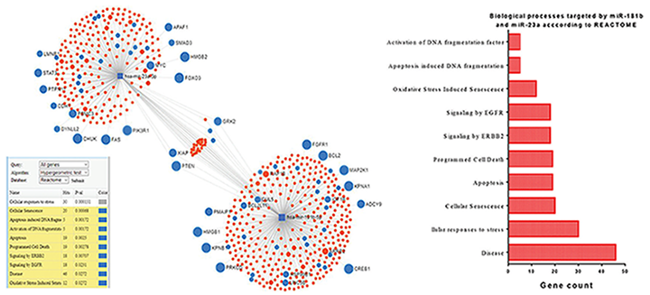 The network of miRNAs and gene targets.