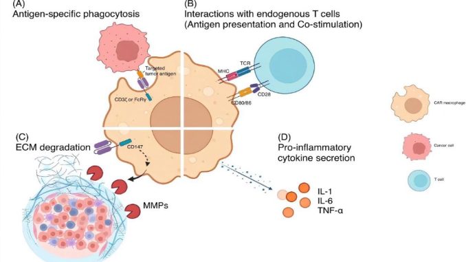 The Frontline of Cancer Warfare: CAR-T vs. CAR-Macrophage Therapies