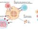 The Frontline of Cancer Warfare: CAR-T vs. CAR-Macrophage Therapies